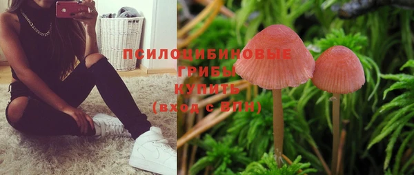 прущие грибы Аркадак